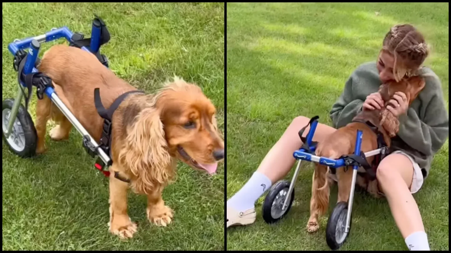 Stacey Solomon’s Dog Teddy Seriously Ill